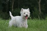 WESTIE 415